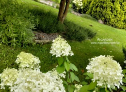 Wiejski ogród stworzony przez Katarzynę Skrzyńską-Pytel ze studia InGarden stanowi harmonijną, całość, wykorzystującą zastane aranżacje. Projektantka w swojej pracy uwzględniła od lat rosnące na działce drzewa, dodając im nowej funkcji i estetyki. Nie tylko dostarczają one przyjemnego cienia, ale również tworzą nowe aranżacje. Przestrzeń ta stanowi nie tylko miejsce sprzyjające wypoczynkowi wśród zieleni, ale i zachęcające do spacerów wśród różnorodnych stref roślinnych.