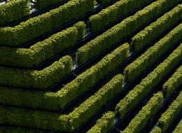 W niemieckim mieście Düsseldorf powstała największa zielona fasada w Europie. Wykorzystano do tego 30 tysięcy roślin uformowanych w żywopłot długi na 8 kilometrów