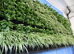 Zielona ściana roślin wspomaga system wentylacji w usuwaniu z powietrza związków i substancji chemicznych powstających w fabryce dekorów