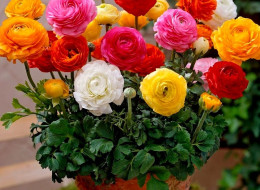 Na początku 2025 roku portal 1-800-Flowers.com przeanalizował trendy w zakresie roślin wykorzystywanych w projektowaniu krajobrazu. Podstawą było badanie preferencji konsumentów, zmian klimatycznych oraz tendencji rynkowych. Wśród roślin wiodących prym w ogrodniczych trendach w 2025 r. znalazło się kilka już dobrze znanych oraz stale wykorzystywanych propozycji, a także kilka gatunków odkrytych na nowo.
