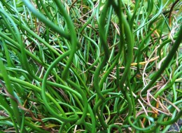 Dzisiaj prezentujemy Państwu przepiękną pozycję w naszym katalogu roślin. Juncus Spiralis, zwany Sitem spiralnym to niezwykle intrygująca i warta zainteresowania roślina. 