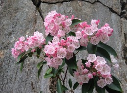 Kalmia szerokolistna wykorzytywana jest do ogrodów naturalistycznych i leśnych. Świetnie wygląda na rabatach - zarówno w grupie, jak i pojedynczo.