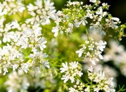 Roślina najlepiej rośnie na stanowiskach słonecznych i osłoniętych od wiatru. Lubi suche i ciepłe lata. Dobrze rośnie na glebach stosunkowo lekkich o dobrej kulturze. 