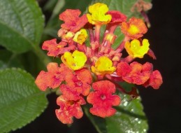 Lantana pospolita wykorzystywana jest przede wszystkim jako ozdoba tarasów oraz balkonów. 