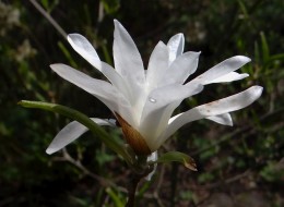 Magnolia gwiaździsta wykorzystywana jest do ogrodów przydomowych lub parków. 