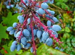 Mahonia może być stosowana do obsadzania miejsc zacienionych, pod drzewami czy wysokimi krzewami, od północnej strony budynków. Można ją sadzić grupowo, nadaje się też na niskie, nieformowane żywopłoty.