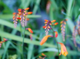 Krokosmia (Crocosmia) to ozdobna roślina ogrodowa kwitnąca w żywych kolorach. Jest odporna na mróz oraz gorsze warunki uprawy. 