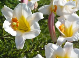 Katalog roślin: lilia. Wymagania glebowe, klimatyczne, nawożenie dla roślin. Opis oraz ciekawostki o lilii.
