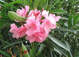 Oleander pospolity wykorzystywany jest do uprawy pojemnikowej na tarasach lub balkonach.
