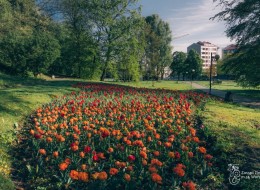 Gdzie szukać wiosny w Warszawie? Koniecznie w Parku Kazimierzowskim – to tutaj kwitnie teraz wyjątkowa odmiana tulipanów o intensywnym zapachu. To ostatni moment, aby wziąć udział w tulipanowym festiwalu. 

