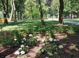 Teren Parku Tysiąclecia w Krośnie Odrzańskim figuruje w rejestrze zespołu urbanistyczno-krajobrazowego miasta. Bogata historia parku oraz rzadkie nasadzenia roślinne czynią z tego obszaru niezwykle ciekawy i wart ochrony zielony teren miejski