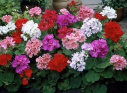 Pelargonia to roślina balkonowa osiągająca do 50cm wysokości