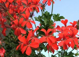Pelargonia bluszczolistna wykorzystywana jest na balkony i tarasy.