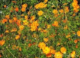 Kosmos siarkowy to roślina, która pochodzi z Meksyku i Brazylii. Ze względu na klimat,  uprawiana jest w Polsce jako roślina jednoroczna Należy do rodziny astrowatych (Asteraceae).