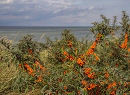 Rokitnik zwyczajny świetnie nada się do zakrzewiania nieużytków oraz obsadzania brzegów zbiorników wodnych.