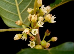 Kruszyna pospolita wykorzystywana jest zarówno jako roślina lecznicza, jak i ozdobna. Polecana jest w ogrodach i parkach w stylu naturalistycznym i leśnym. 