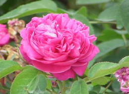 Róża damasceńska świetnie sprawdzi się do historycznych i zabytkowych założeń ogrodowych. Pięknie prezentuje się również w ogrodach przydomowych, parkach lub w donicach.  