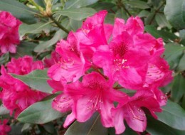 Rhododendron to krzew liściasty, osiągający do 2 metrów wysokości. 