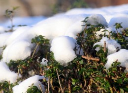 Rośliny za oknem relaksują i cieszą oko, a przydomowe ogrody są świetnym miejscem rodzinnych zabaw oraz aktywnego wypoczynku. Zimą, wbrew pozorom, nie musimy z tego rezygnować.