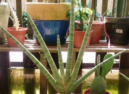 Sensewieria cylindryczna sadzona jest w doniczkach. Jej liście można wykorzystać jako zieleń ciętą - do kompozycji florystycznych. 