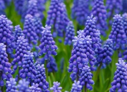 Roślina cebulowa należąca do rodziny szparagowatych Asparagaceae. W środowisku naturalnym występuje w krajach basenu Morza Śródziemnego oraz w Azji. Bylina wytwarza niewielkie cebule (5-6 cm w obwodzie). Dorasta do 20 cm wysokości i ma wzniesiony pokrój. Liście szafirka groniastego są zielone, wąskie i dość długie. Największą ozdobą rośliny są groniaste kwiatostany, składające się z wielu drobnych kwiatów niebieskiego, fioletowego lub białego koloru. Szafirek groniasty kwitnie od kwietnia do maja.