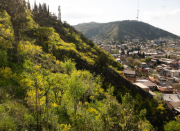 W 2020 r. władze Tbilisi w Gruzji rozpoczęły projekt ponownego zalesienia Tbilisi Urban Forest, wprowadzając różnorodność gatunków endemicznych i przystosowanych do klimatu. Projekt realizowany przez studio Ruderal obejmuje dwa obszary o łącznej powierzchni 7 ha, a jego celem jest poprawa różnorodności biologicznej, zwiększenie odporności na zmiany klimatyczne oraz stworzenie nowych możliwości rekreacyjnych dla mieszkańców i turystów. Projekt ten jest realizowany dzięki wsparciu Fundacji Cartu oraz Urzędu Miasta Tbilisi, został też jednym z dziesięciu finalistów 12. edycji Europejskiej Nagrody za Miejską Przestrzeń Publiczną 2024.
