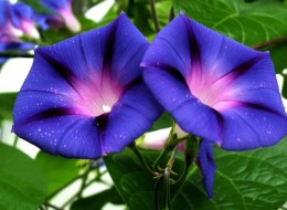 Wilec purpurowy to pnącze jednoroczne, którego pędy dorastają do 2-3 metrów. Roślinę zdobią duże, lejkowate kwiaty osadzone na długich szypułkach, najczęściej koloru purpurowo-fioletowego. Niektóre odmiany mogą mieć też kwiaty w kolorze białym, różowym, czerwonym, błękitnym lub ciemnofioletowym.