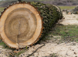 W 2024 roku pozwolenie na wycinkę drzew staje się coraz bardziej skomplikowane. Zmiany w przepisach mają na celu ochronę środowiska, ale również niosą za sobą szereg wymagań, które muszą spełnić właściciele nieruchomości planujący wycinkę drzew. Zdarza się, że na naszej posesji rośnie drzewo, które obumarło i stanowi zagrożenie dla bezpieczeństwa. W takich przypadkach pojawia się pytanie: czy można wyciąć suche drzewo bez zezwolenia? Odpowiedź na to pytanie nie jest jednoznaczna. 