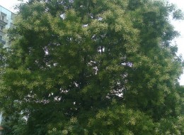 Sofora chińska to drzewo liściaste, osiągająca wysokość do 25m oraz posiadające szeroką, rozłożystą koronę.