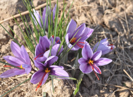 Krokus Tricolor to roślina cebulowa, osiągająca do 8 centymetrów wysokości.