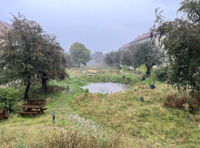 Łąka retencyjna