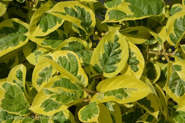 Aktinidia Ostrolistna Hokey Pokey