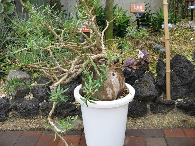 Pachypodium bispinosum