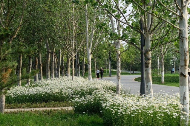 The Central Green Forest Park w Pekinie