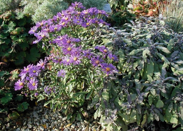 Aster chiński