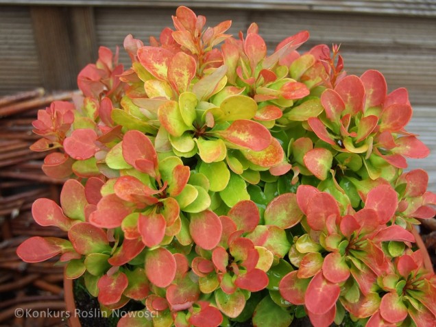 Berberys Thunberga 