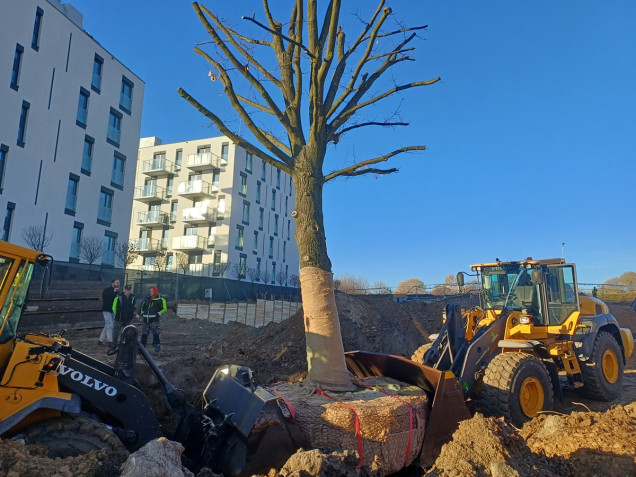 Megalopolis - mikrolasy, relokacje drzew i zielone osiedla