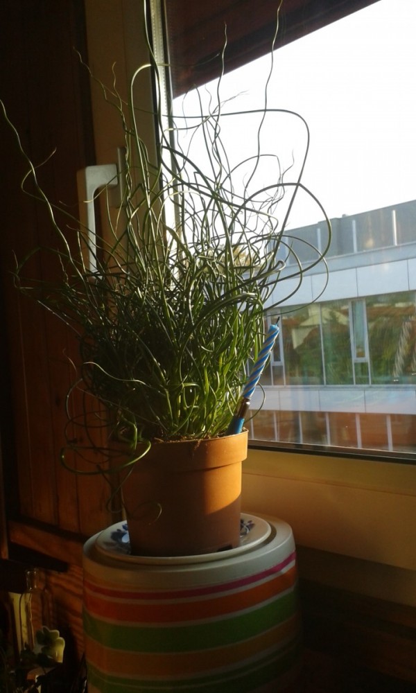 katalog roślin, Juncus Spiralis