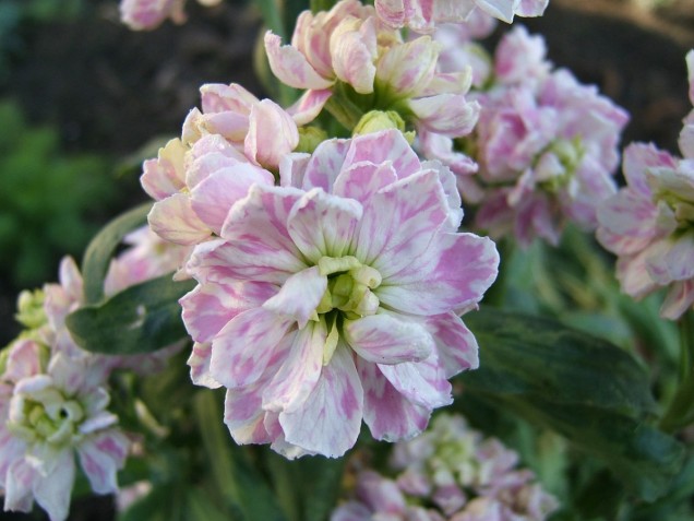 Lewkonia letnia