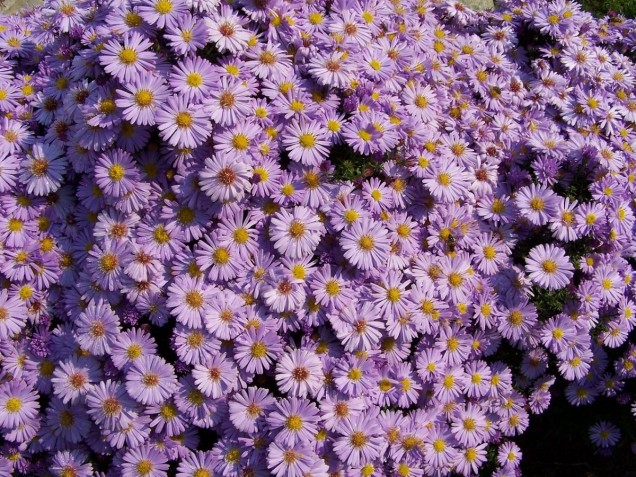Aster gawędka