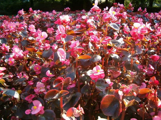 Begonia stale kwitnąca