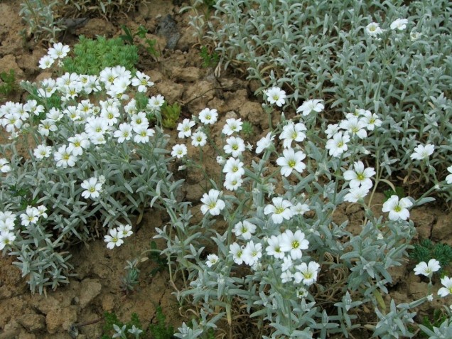 Rogownica kutnerowata