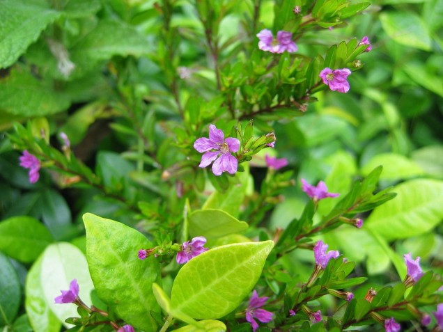 Kufea hyzopolistna