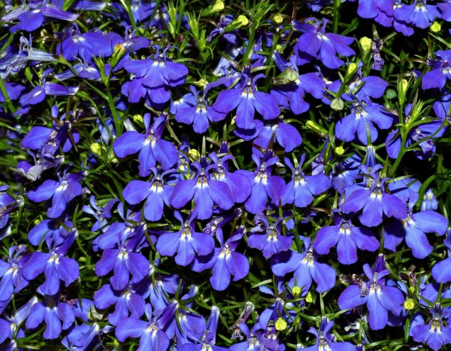 Lobelia przylądkowa