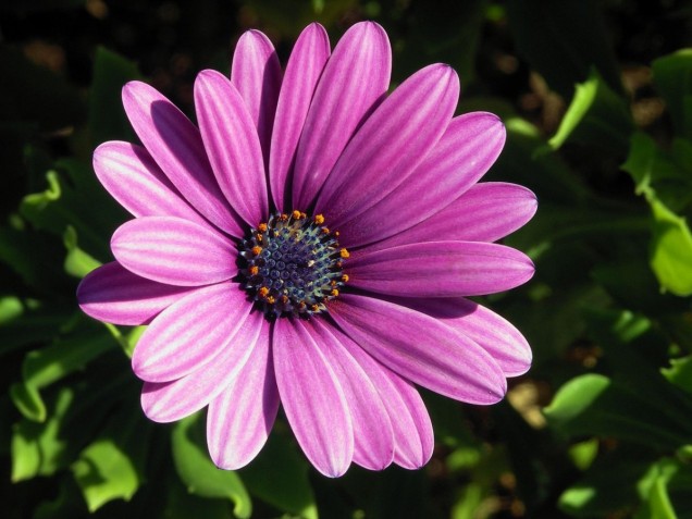 Osteospermum