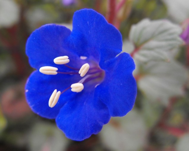 Facelia dzwonkowata