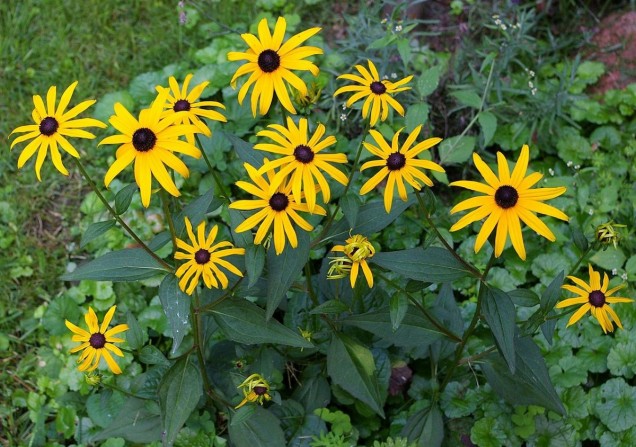 Rudbekia błyskotliwa