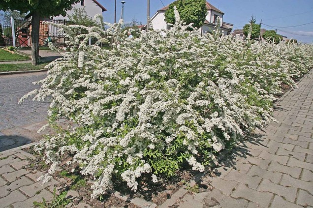 Tawuła szara