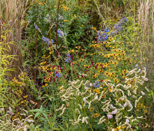 Le Jardin Plume – dziki, immersyjny ogród