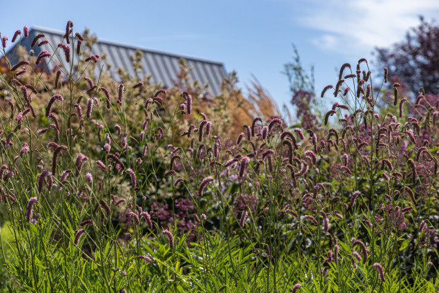 Naturalny ogród z trawami De Tuin van Fortmond